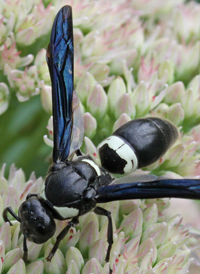 Monobia quadridens